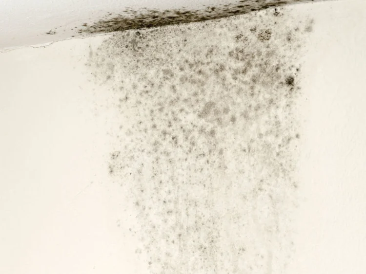 Black mould growing on a white interior wall
