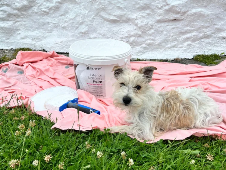 Bria's dog house tiny infront of a tub of masonry paint