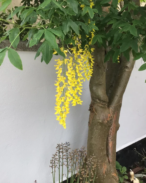 Holly Raybould using Light Grey