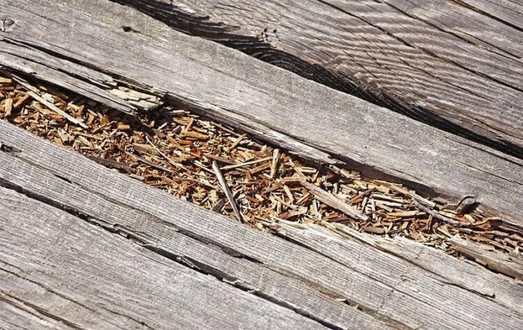 Rotting outdoor wood